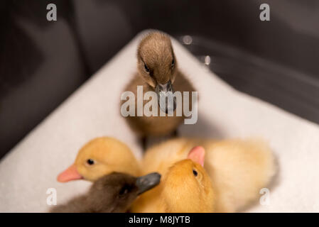 Baby Enten und Entenküken Stockfoto
