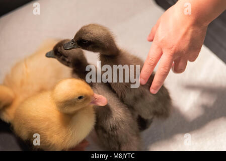 Baby Enten und Entenküken Stockfoto