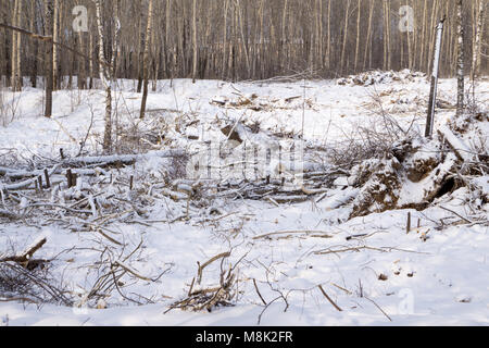 Viele umgestürzte Bäume im Winter alte Birke, durch eine starke Windbö im Park gebrochen. Wenn Sie fallen, der Lauf ist verbogen und gebrochen. Stockfoto