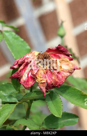 Nahaufnahme von roten Rose Austrocknen Stockfoto