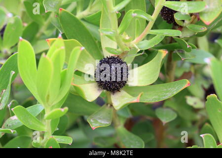 Leucadendron gandogeri Proteas oder als ausgedehnte Blatt Kegel Bush Blumen Samen Kopf bekannt Stockfoto