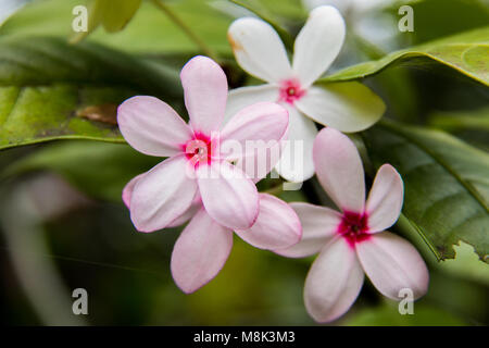 Catharanthus ist eine Gattung von blühenden Pflanzen in der Familie Apocynaceae. Wie die Gattung Vinca sind sie auch als Periwinkles bekannt Stockfoto