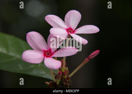 Catharanthus ist eine Gattung von blühenden Pflanzen in der Familie Apocynaceae. Wie die Gattung Vinca sind sie auch als Periwinkles bekannt Stockfoto