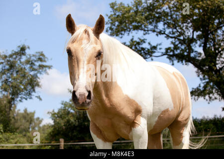 Ein schickes weiß-braun Palomino horse steht auf einer Weide Stockfoto