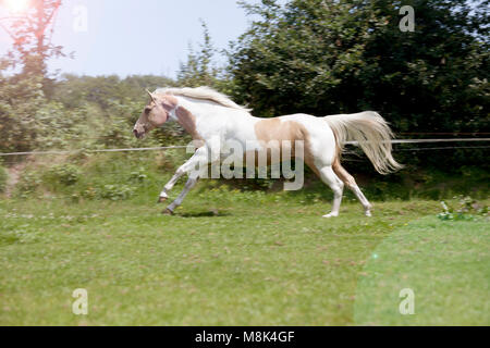 Ein schickes weiß-braun Palomino Pferd galoppiert auf einer Weide Stockfoto