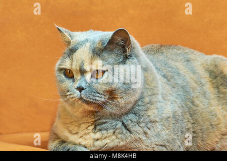 Britische kurzhaarigen Katze mit Kupfer Augen liegen auf einem orangefarbenen Couch Stockfoto