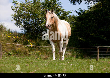Ein schickes weiß-braun Palomino horse steht auf einer Weide Stockfoto