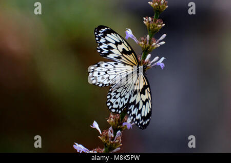 Baum Nymphe Schmetterling, Schwarz und Weiß Schmetterling, ruht auf Blume Stockfoto