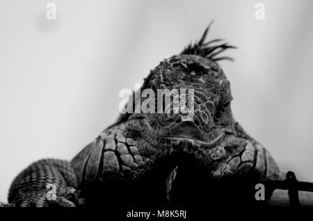 Iguana Gesicht und Kopf in Schwarz und Weiß Stockfoto