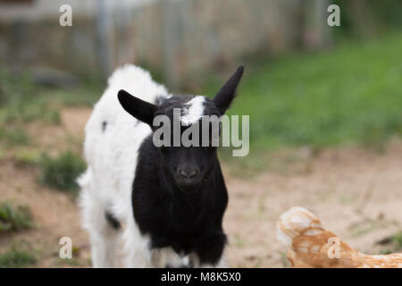 Afrikanische Zwergziege Stockfoto