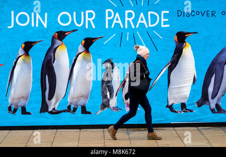 Frau geht Vergangenheit große Reklametafeln mit Pinguinen Werbung Zoo von Edinburgh auf der Princes Street in Edinburgh, Schottland, Vereinigtes Königreich Stockfoto