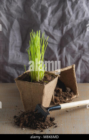 Vorbereitung für saisonale Transplantation von Pflanze, Ingardening. Produkt Still Life Bild. Pflanzung im Garten Konzept. Stockfoto