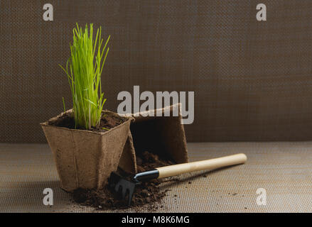 Vorbereitung für saisonale Transplantation von Pflanze, Ingardening. Produkt Still Life Bild. Pflanzung im Garten Konzept. Stockfoto