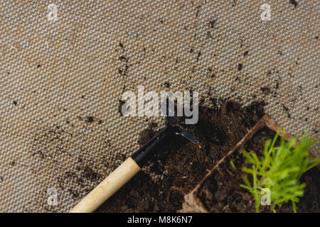 Vorbereitung für saisonale Transplantation von Pflanze, Ingardening. Produkt Still Life Bild. Pflanzung im Garten Konzept. Stockfoto