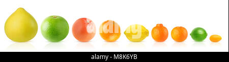Isolierte Zitrusfrüchte in einer Reihe. Pomelo, weiß und rosa Grapefruits, Orangen, Zitronen, Clementine, Tangerine, Lime und kumquat isoliert auf weißem backgrou Stockfoto