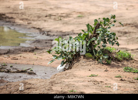 Nest einer Grauer Laubfrosch, aka Schaumstoff - nest Frosch, Chiromantis xerampelina, vor einem Austrocknen Pfütze, im Krüger NP, Südafrika Stockfoto