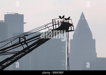 Vögel auf einem kranausleger sitzt in Frankfurt am Main, Deutschland. In der Rückseite fotografiert - Licht. Im Hintergrund die Silhouetten von Frankfurt Stockfoto