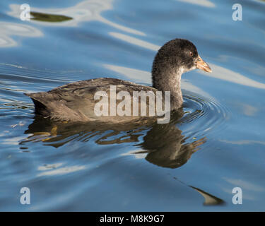 Eine Nahaufnahme von einem einzigen Jugendlichen Blässhuhn im See spiegeln. Stockfoto