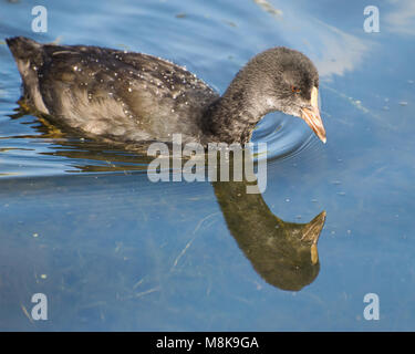 Eine Nahaufnahme von einem einzigen Jugendlichen Blässhuhn mit Blick auf das eigene Spiegelbild im See. Stockfoto