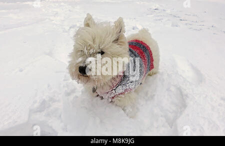 Arthur, ein West Highland Terrier, ist bis zu seiner Taille, als er den Schnee in der Nähe von Okehampton in Devon, wo schwere fällt brachte Verkehrschaos zu Teilen der South West untersucht. Stockfoto