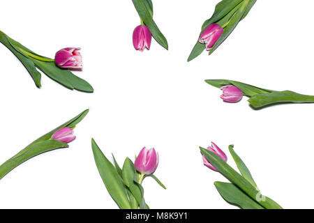 Liliac, hell lila Tulpe in einem Kreis angeordnet auf einem weißen Hintergrund 8. März Liebe Stockfoto