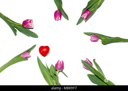 Liliac, hell lila Tulpe in einem Kreis auf weißem Hintergrund 8. März Liebe Herz angeordnet Stockfoto