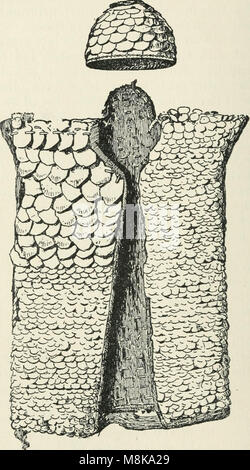 "Die heidnischen Stämme von Borneo; eine Beschreibung der physischen, moralischen und geistigen Zustand, mit einige Diskussion über ihre ethnische Beziehungen" (1912) Stockfoto