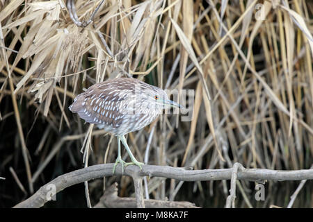 Schwarz gekrönt Nachtreiher (Nycticorax nycticorax) Juvenile Nahrungssuche Stockfoto