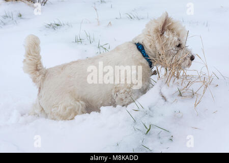 West Highland White Terrier (Westie) Spaß und Jagd im tiefen Schnee. Melton Mowbray Leicestershire, Großbritannien Stockfoto