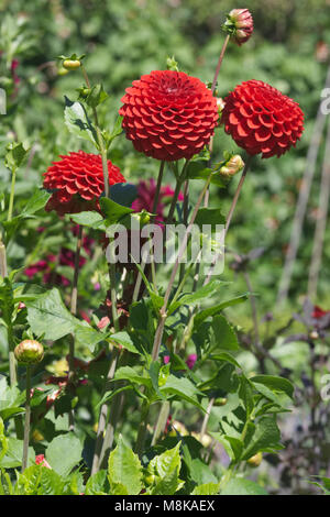 Pompon Dahlie Blume Stockfoto