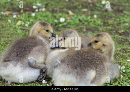 Eine Nahaufnahme Profil Schuß von Kanada Gänse Gänschen liegen auf dem grünen Gras, die in Gänseblümchen abgedeckt ist. Stockfoto