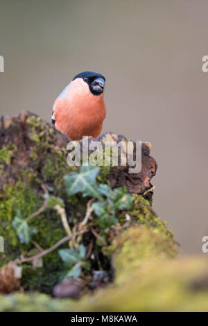 Männliche dompfaff Vogel thront auf einem Moos bedeckt Holz- stumpf Stockfoto