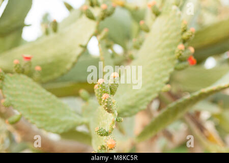 Wilde Sträucher cactus Opuntia ficus indica Sabra von der Sonne beleuchteten Hintergrund Stockfoto