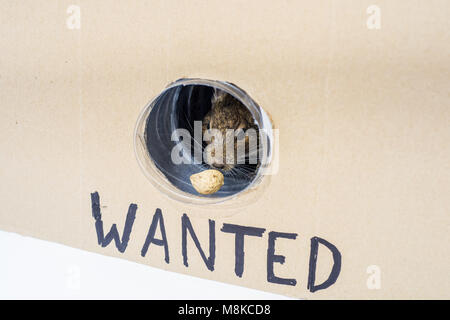 Kleine Australische home Haustier Degu. Auf weissem Hintergrund. Stockfoto