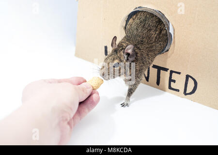 Kleine Australische home Haustier Degu. Auf weissem Hintergrund. Stockfoto