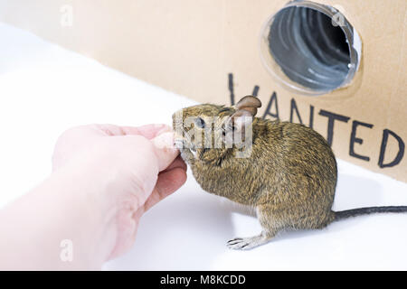 Kleine Australische home Haustier Degu. Auf weissem Hintergrund. Stockfoto
