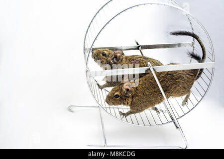 Kleine Australische home Haustier Degu. Auf weissem Hintergrund. Stockfoto