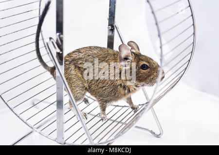 Kleine Australische home Haustier Degu. Auf weissem Hintergrund. Stockfoto