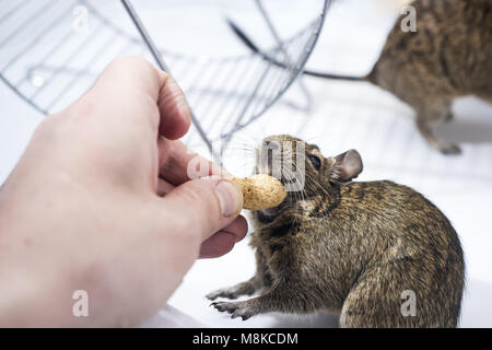 Kleine Australische home Haustier Degu. Auf weissem Hintergrund. Stockfoto