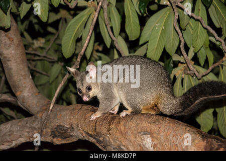 Australische gemeinsame Bürste - Schwanz Possum, Trichosurus vulpecula Stockfoto