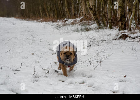 Hund läuft im Schnee Stockfoto