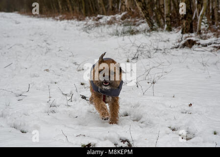 Hund läuft im Schnee Stockfoto