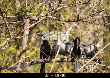 Das Umwerben Anhingas Vogel namens Anhinga anhinga und snakebird in der Corkscrew Swamp Sanctuary in Naples, Florida Stockfoto