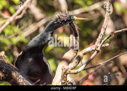 Das Umwerben Anhingas Vogel namens Anhinga anhinga und snakebird in der Corkscrew Swamp Sanctuary in Naples, Florida Stockfoto