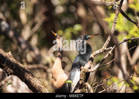 Das Umwerben Anhingas Vogel namens Anhinga anhinga und snakebird in der Corkscrew Swamp Sanctuary in Naples, Florida Stockfoto