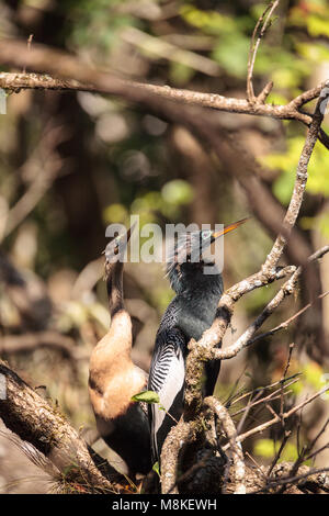 Das Umwerben Anhingas Vogel namens Anhinga anhinga und snakebird in der Corkscrew Swamp Sanctuary in Naples, Florida Stockfoto