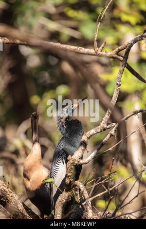 Das Umwerben Anhingas Vogel namens Anhinga anhinga und snakebird in der Corkscrew Swamp Sanctuary in Naples, Florida Stockfoto