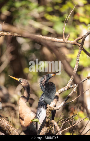 Das Umwerben Anhingas Vogel namens Anhinga anhinga und snakebird in der Corkscrew Swamp Sanctuary in Naples, Florida Stockfoto