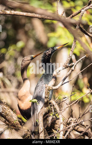 Das Umwerben Anhingas Vogel namens Anhinga anhinga und snakebird in der Corkscrew Swamp Sanctuary in Naples, Florida Stockfoto