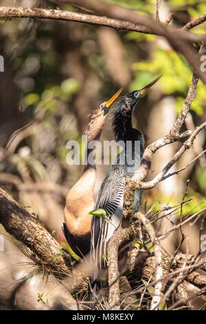 Das Umwerben Anhingas Vogel namens Anhinga anhinga und snakebird in der Corkscrew Swamp Sanctuary in Naples, Florida Stockfoto